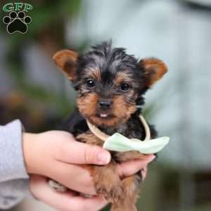 Trevor, Yorkie Puppy